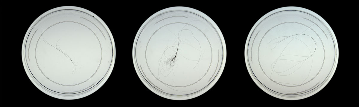 petri dishes of collected hair