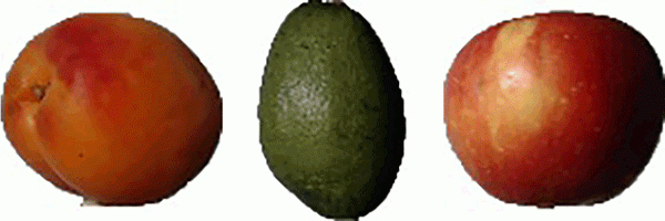 Generative Representation