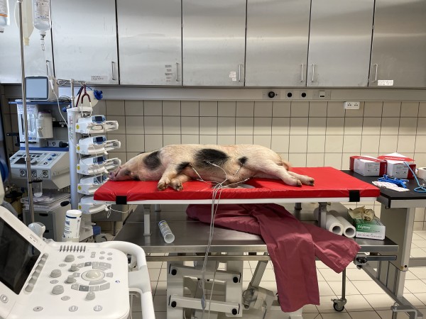 Hybrid: an Interspecies Opera